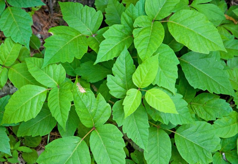Increase Your Poison Ivy Removal Business with an AI Driven, Targeted Website