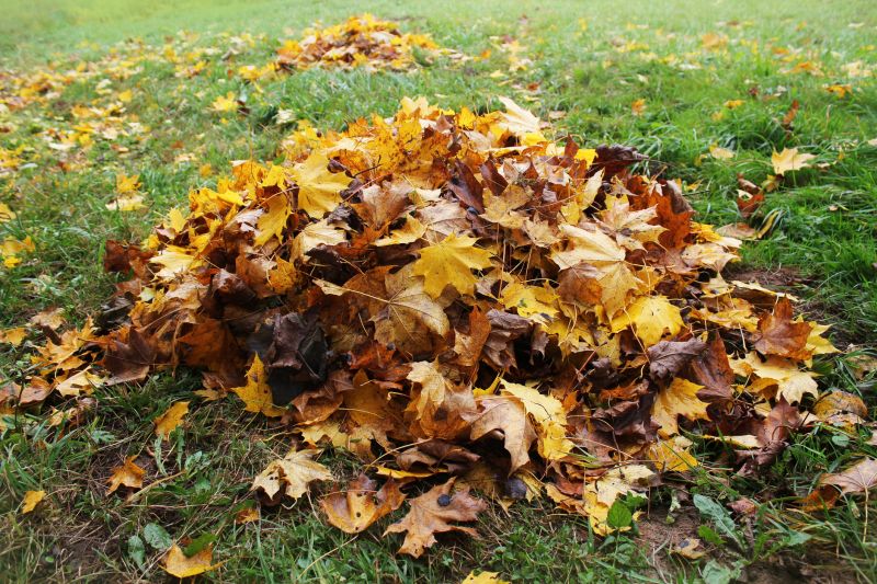 Mulched Leaves on the Grass
