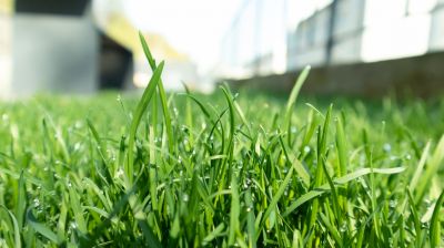 Healthy Lawn Growth